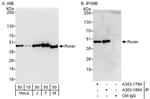 Ronin Polyclonal Antibody