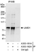 LIMD1 Polyclonal Antibody