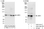 LIMD1 Antibody in Western Blot (WB)
