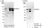 DEAF1 Antibody in Western Blot (WB)