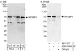 IRF2BP1 Polyclonal Antibody