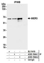 MIER3 Antibody in Immunoprecipitation (IP)