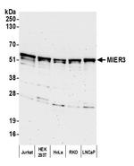 MIER3 Polyclonal Antibody
