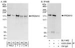 PRDM10 Polyclonal Antibody