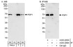 PSP1 Antibody in Western Blot (WB)