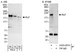 RLF Polyclonal Antibody
