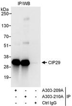 CIP29 Polyclonal Antibody