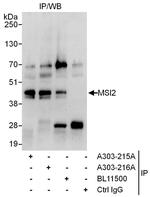 MSI2 Polyclonal Antibody