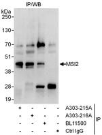 MSI2 Polyclonal Antibody