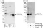 SFRS17A Polyclonal Antibody