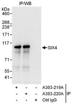 SIX4 Polyclonal Antibody