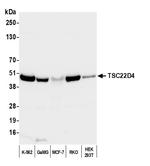 TSC22D4 Polyclonal Antibody