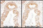 TFAM Polyclonal Antibody