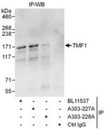 TMF1 Polyclonal Antibody