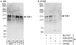 TMF1 Polyclonal Antibody