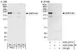 ZNF518A Polyclonal Antibody
