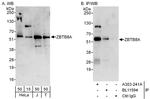 ZBTB8A Polyclonal Antibody