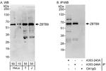 ZBTB9 Polyclonal Antibody