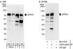 ZFP91 Polyclonal Antibody