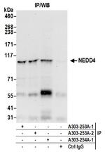 NEDD4 Polyclonal Antibody