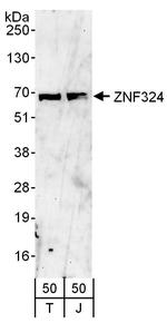 ZNF324 Polyclonal Antibody