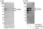 ZBTB44 Antibody in Western Blot (WB)