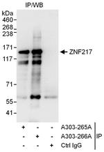 ZNF217 Polyclonal Antibody