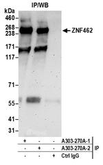 ZNF462 Antibody in Immunoprecipitation (IP)
