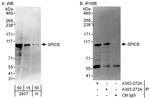 SPICE Polyclonal Antibody