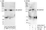 ZNF507 Polyclonal Antibody