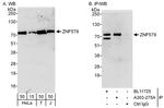 ZNF579 Antibody in Western Blot (WB)
