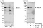 ZNF644 Antibody in Western Blot (WB)