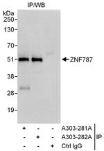 ZNF787 Polyclonal Antibody