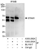 STAM1 Polyclonal Antibody