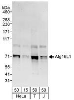 Atg16L1 Polyclonal Antibody