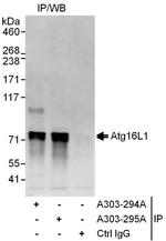 Atg16L1 Polyclonal Antibody