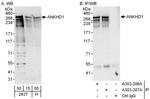 ANKHD1 Polyclonal Antibody