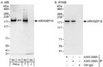 ARHGEF10 Polyclonal Antibody