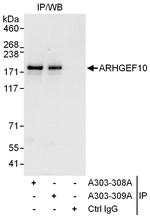 ARHGEF10 Polyclonal Antibody