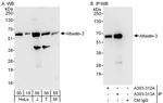 Atlastin-3 Polyclonal Antibody