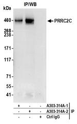 PRRC2C Polyclonal Antibody