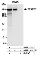 PRRC2C Antibody in Immunoprecipitation (IP)