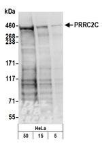 PRRC2C Polyclonal Antibody