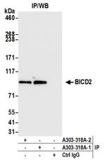 BICD2 Antibody in Immunoprecipitation (IP)