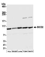 BICD2 Polyclonal Antibody