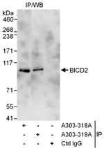 BICD2 Polyclonal Antibody