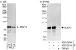 BUD13 Antibody in Western Blot (WB)
