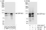 CWF19L2 Polyclonal Antibody