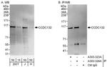 CCDC132 Antibody in Western Blot (WB)