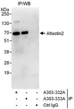 Atlastin-2 Polyclonal Antibody